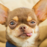 Avatar del token de Chihuahua