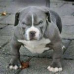 Avatar de perfil de ProHaos