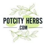 Avatar de profil de POTCITY