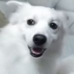 NoddyCoins token avatar