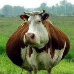 Ilikecows profile avatar