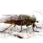 Badfly token avatar