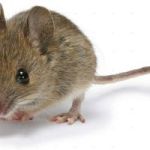 MOUSEtoken token avatar