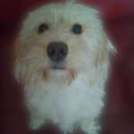 shibdog token avatar