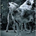 Lobo token avatar