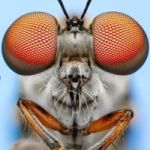 Bugeyes token avatar
