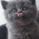 British Shorthair token avatar