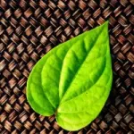 Panpata token avatar
