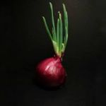 Welcome to Onions post