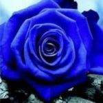 BlueRose token avatar