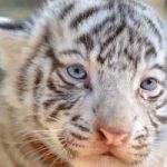 tigre999 profile avatar