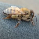 BeeZ token avatar