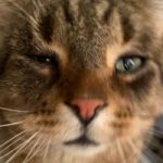 Kittyhax profile avatar