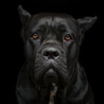 Cane Corsi token avatar