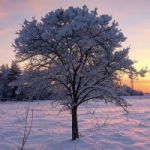 The Winter token avatar