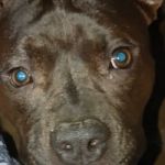 Pitbullt token avatar