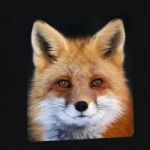 ETHIOPIA RED FOX post