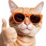 CashCat token avatar