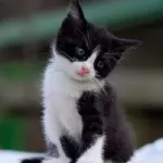 🚀 Introducing CICKO – The Meme Token Inspired by My Pet! 🐾 post